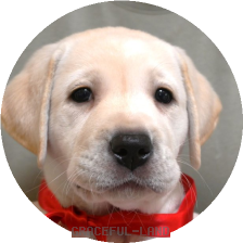 英国ラブラドールの子犬